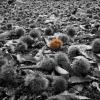 Sweet Chestnuts