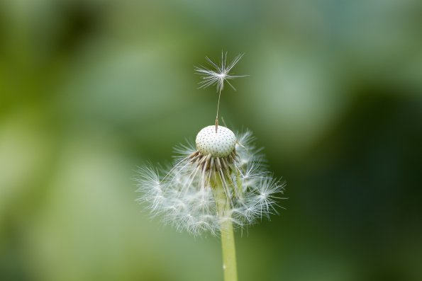 Dandelion