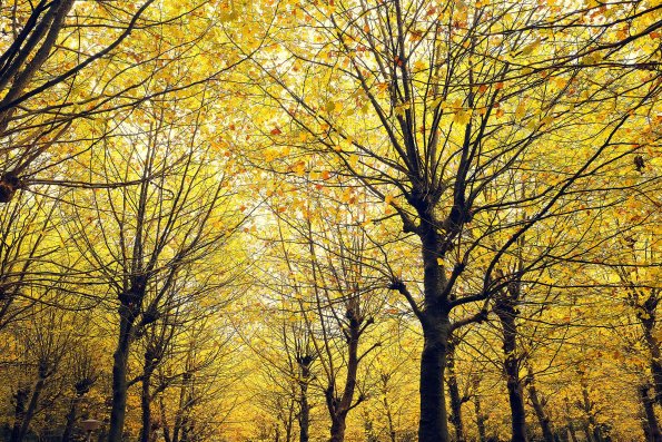 Autumn Leaves