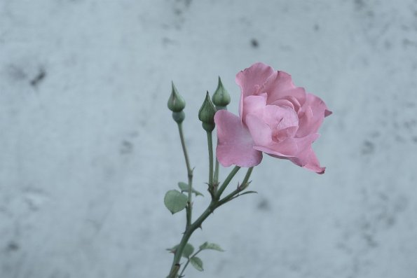 A Rose
