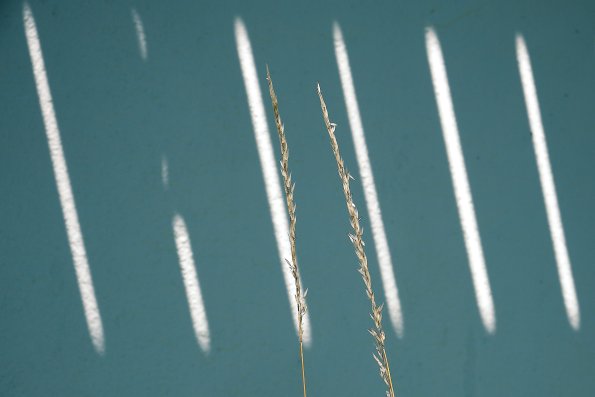 Stripes Of Light