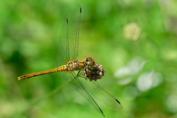 Bloedrode_heidelibel_DSCF7110