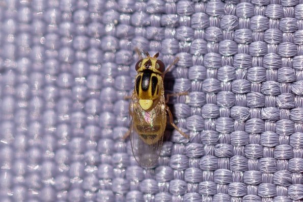 DSCF5678-RAF_Thaumatomyia_spec
