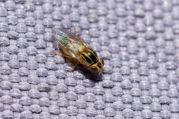 DSCF5687-RAF_Thaumatomyia_spec