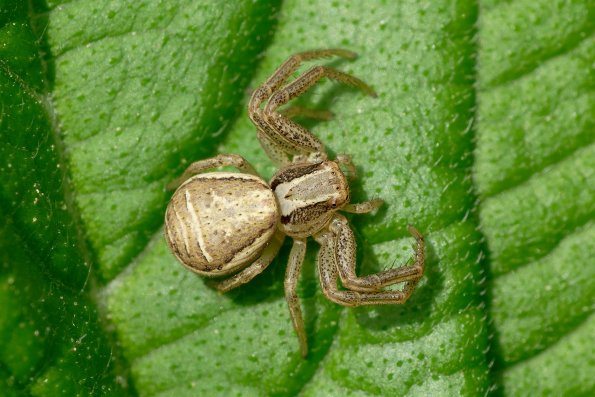 DSCF5701-RAF_Xysticus_ulmi