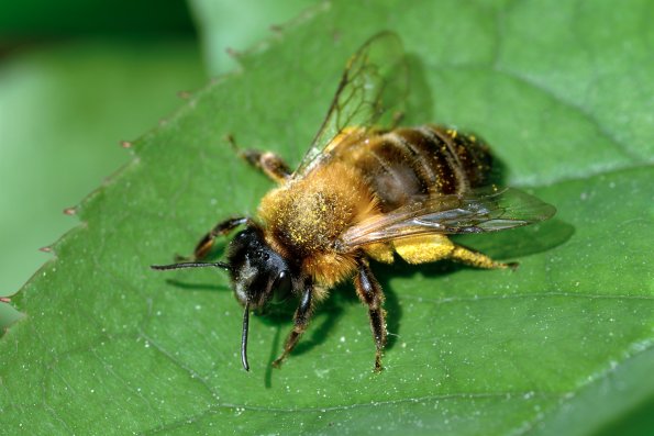 DSCF5723_Andrena nigroaenea2