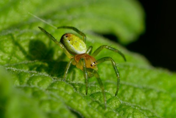 DSCF5742_Araniella_spec