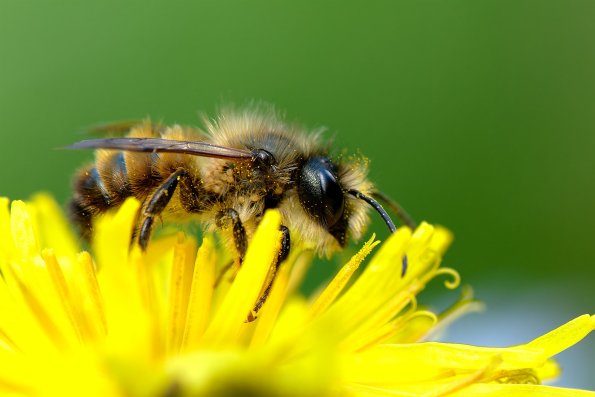 DSCF5758_Andrena_bicornis