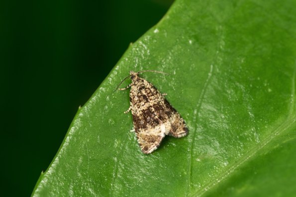 DSCF6008-Celypha_lacunana