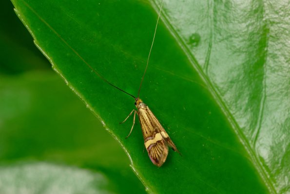 DSCF6013-Nemophora_degeerella