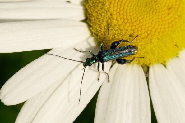 DSCF6028-Oedemera_nobilis