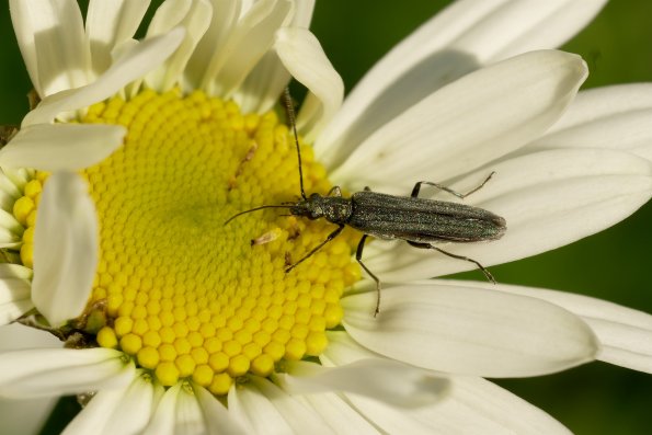 DSCF6033-Oedemera_lurida_viriscens