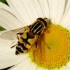 DSCF6045-Helophilus_trivittatus