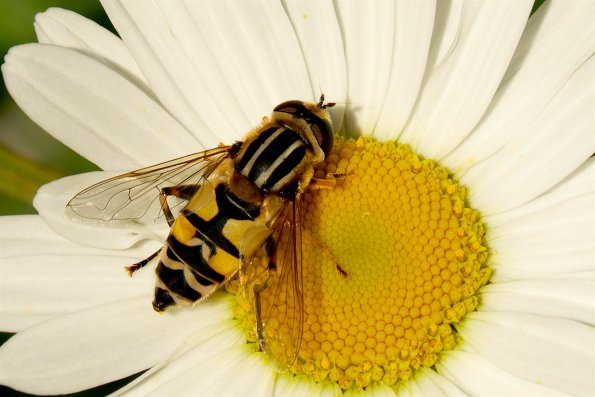 DSCF6045-Helophilus_trivittatus