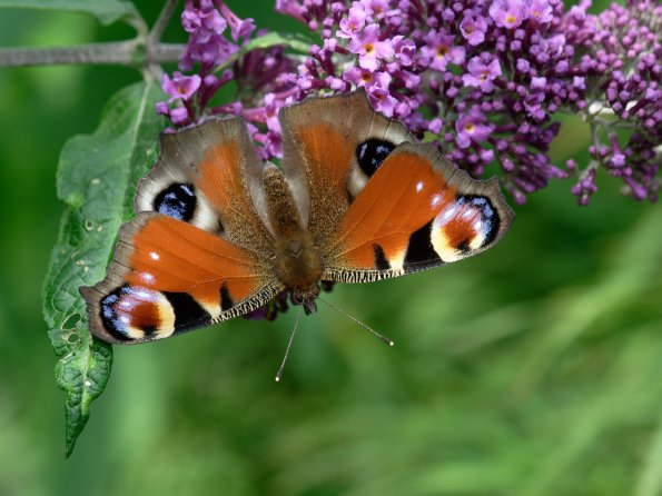 Dagpauwoogb_DSCF7066