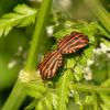 Graphosoma italicum