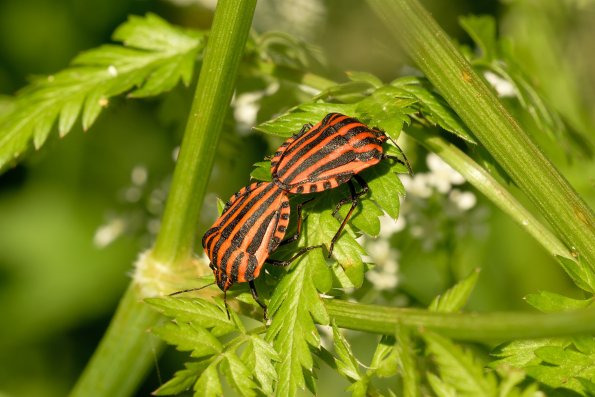 Graphosoma italicum