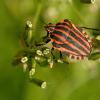 Graphosoma_italicum_2