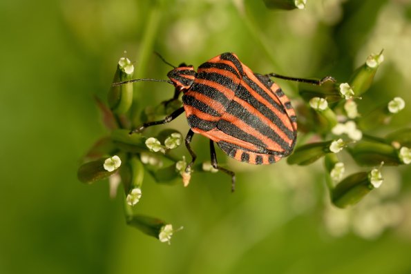 Graphosoma_italicum_2
