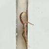 Philodromus dispar