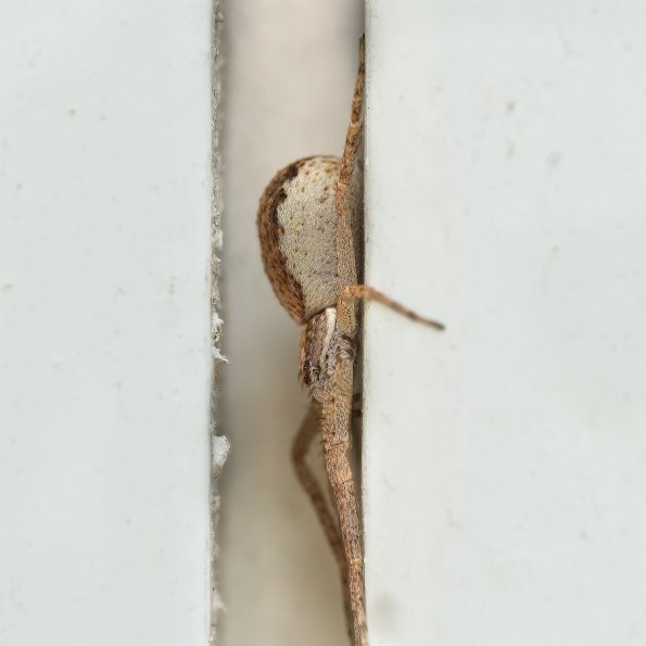 Philodromus dispar