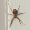 Philodromus_dispar_3.tiff