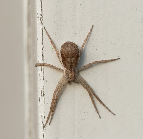 Philodromus_dispar_3.tiff