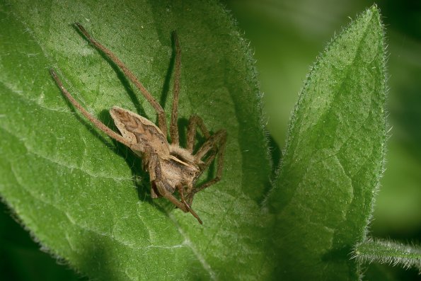 Pisaura_mirabilis