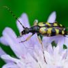 Rutpela_maculata