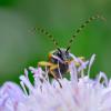 Rutpela_maculata_2