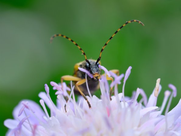 Rutpela_maculata_2