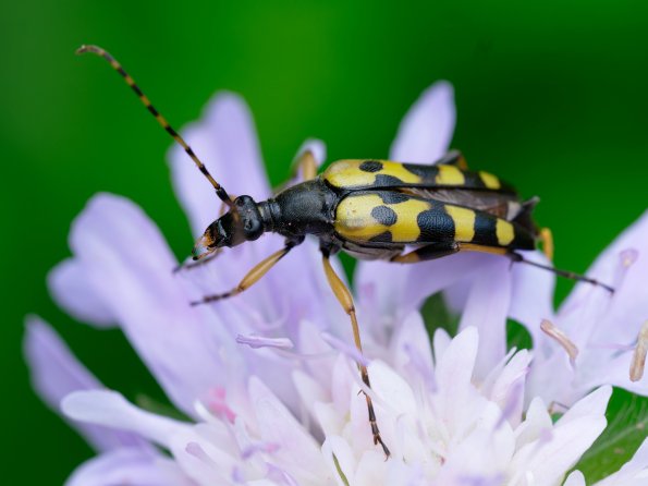 Rutpela_maculata