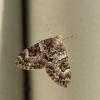 Thera_variata