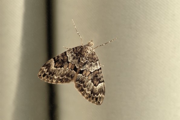 Thera_variata
